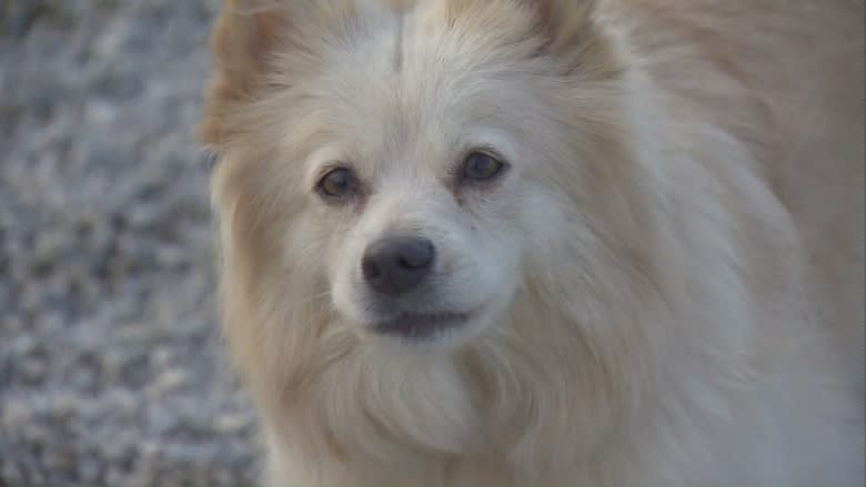 Pooches, owners turn up noses at newly renovated Leslieville dog park