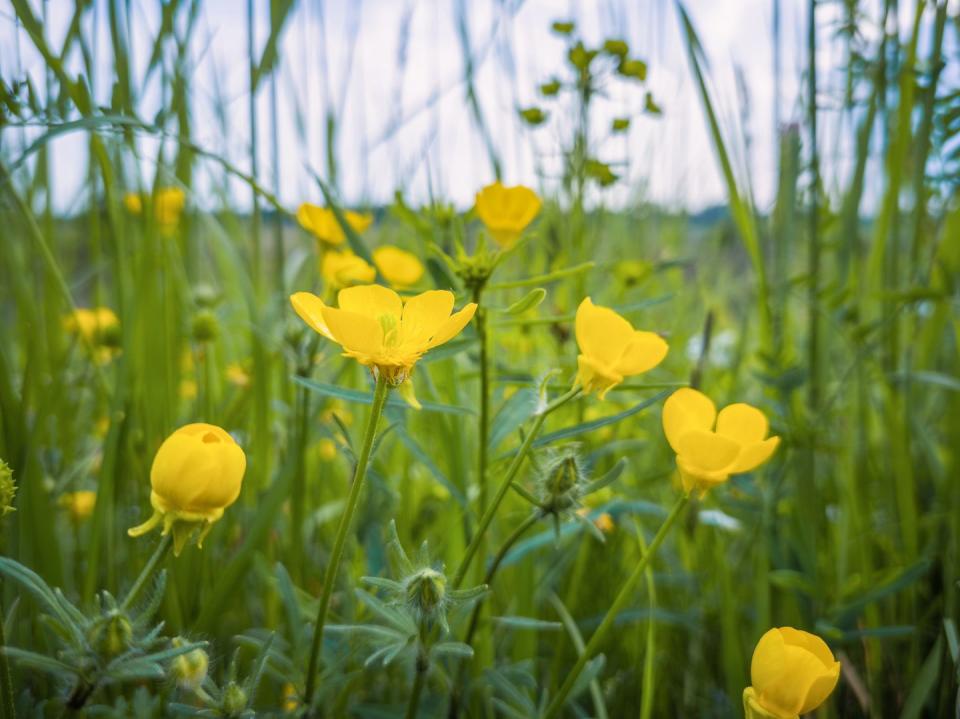 meadow buttercup flowers blossoming in springtime