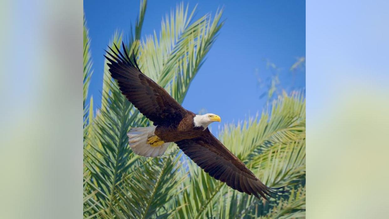 <div>A bald eagle soars around the palm trees at Chaparral Lake in Scottsdale. Thanks to Mark Koster for the great capture!</div>