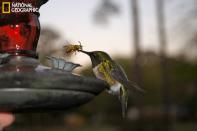 Un colibri piqué par une guêpe.