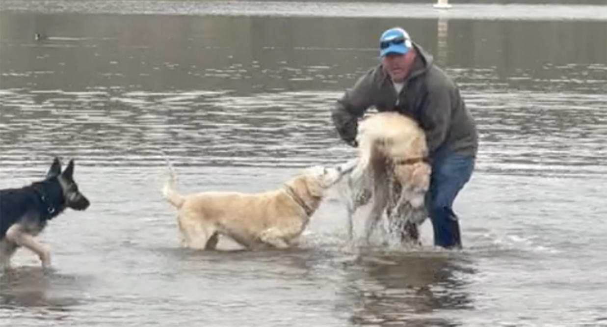 can you drown a dog