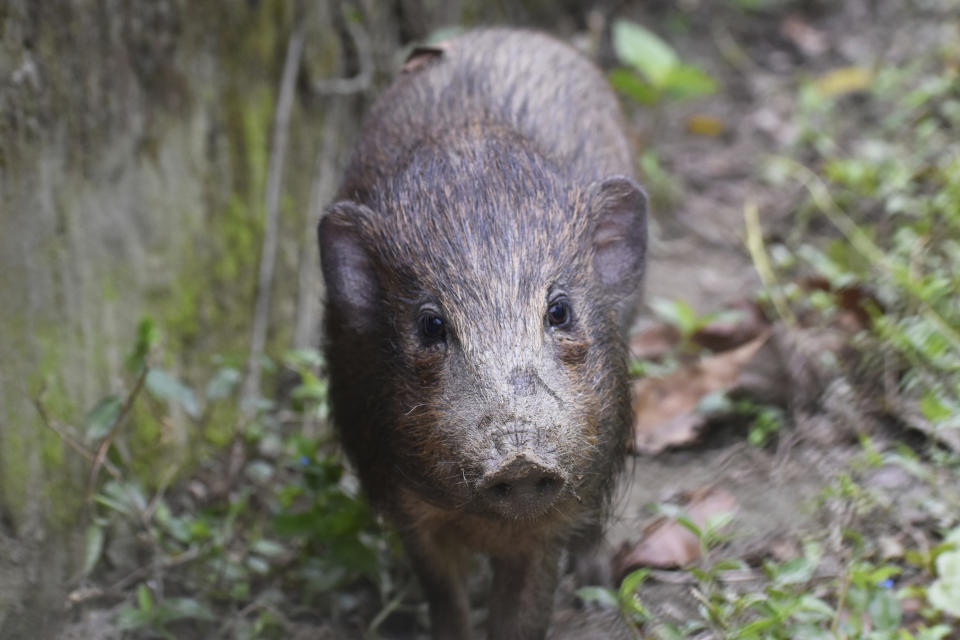 This undated photo provided by the Durrell Wildlife Conservation Trust in July 2020 shows an adult male pygmy hog in India. Pygmy hogs - the world’s smallest and rarest wild pig - are under a lockdown because of the first outbreak of African Swine Fever in India. There is neither a vaccine nor cure for the highly contagious viral disease that has already killed over 16,000 domestic pigs, said Pradip Gogoi, an official at Assam’s animal husbandry wing. (Parag Deka/Durrell Wildlife Conservation Trust via AP)