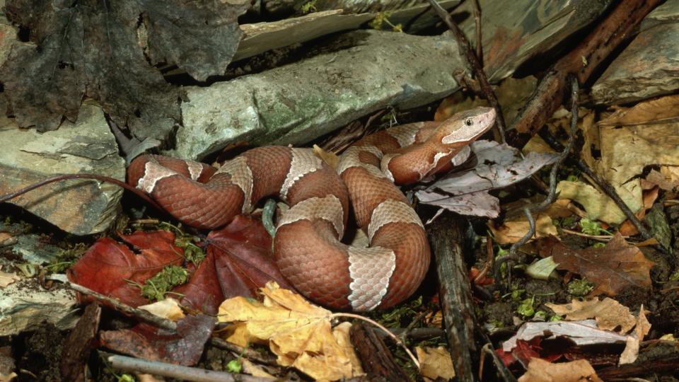 A copperhead snake lies coiled up among leaf and branch litter.