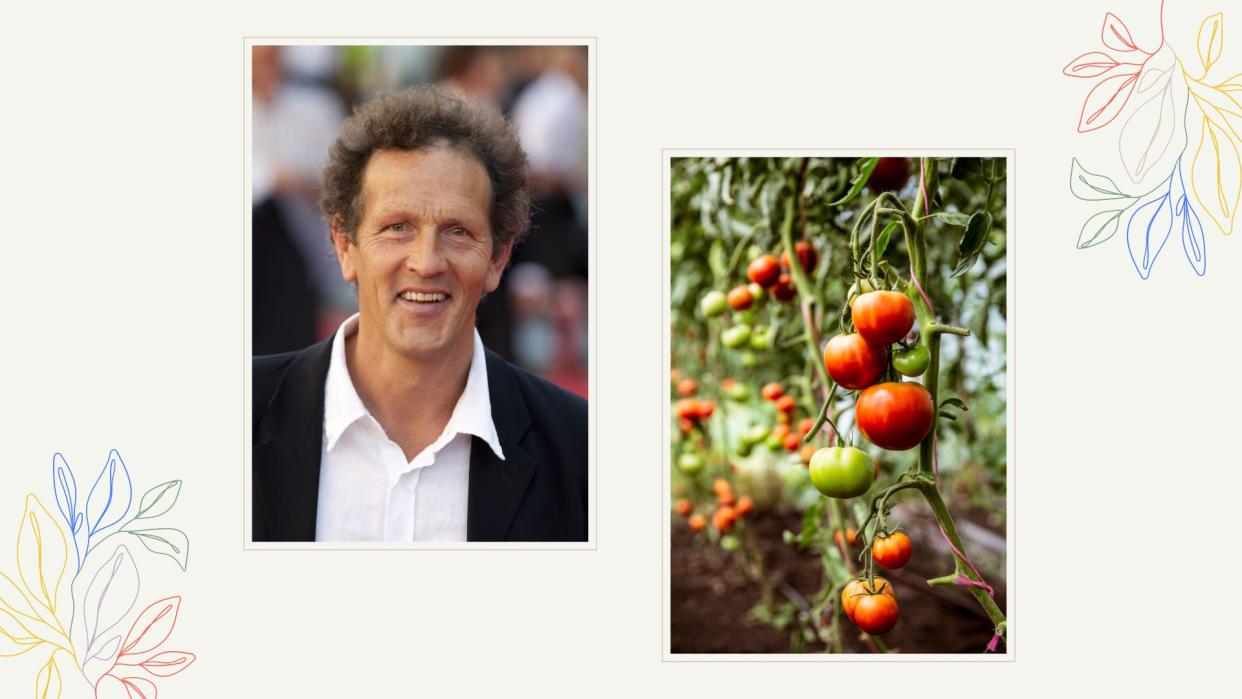  Composite image of TV gardener Monty Don and a tomato plant to support tomato-growing advice. 