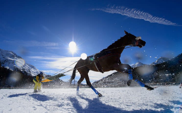 Ein Pferd, ein Mensch, ein Paar Ski: Skikjöring (Foto: Getty Images)