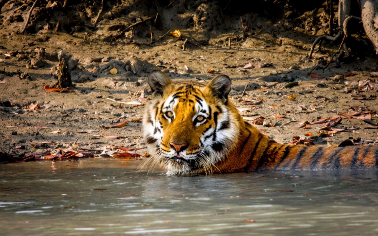 A swamp tiger filmed in in the mangroves of the Sundarbans - WARNING: Use of this copyright image is subject to the terms of use of BBC Pictures' Digital Picture