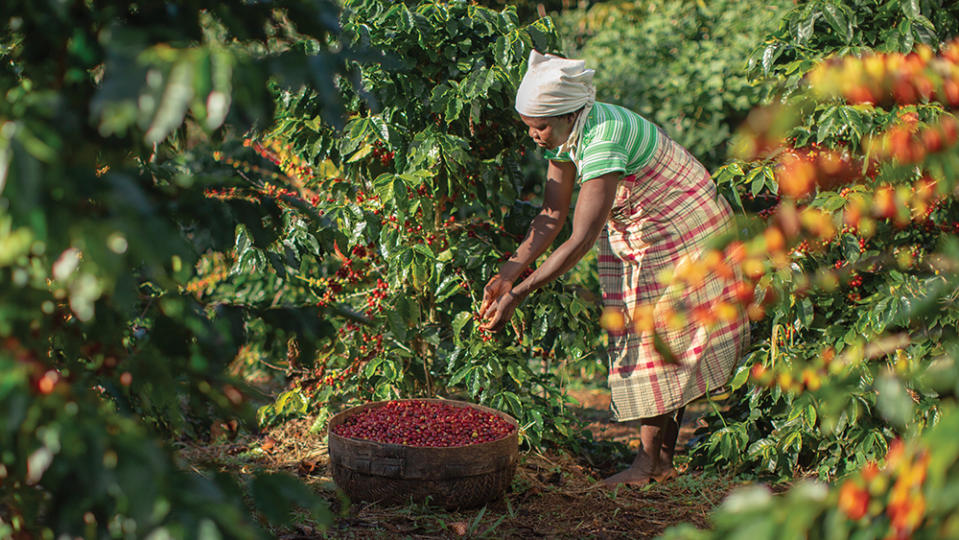 Coffee farming on Mount Gorongosa