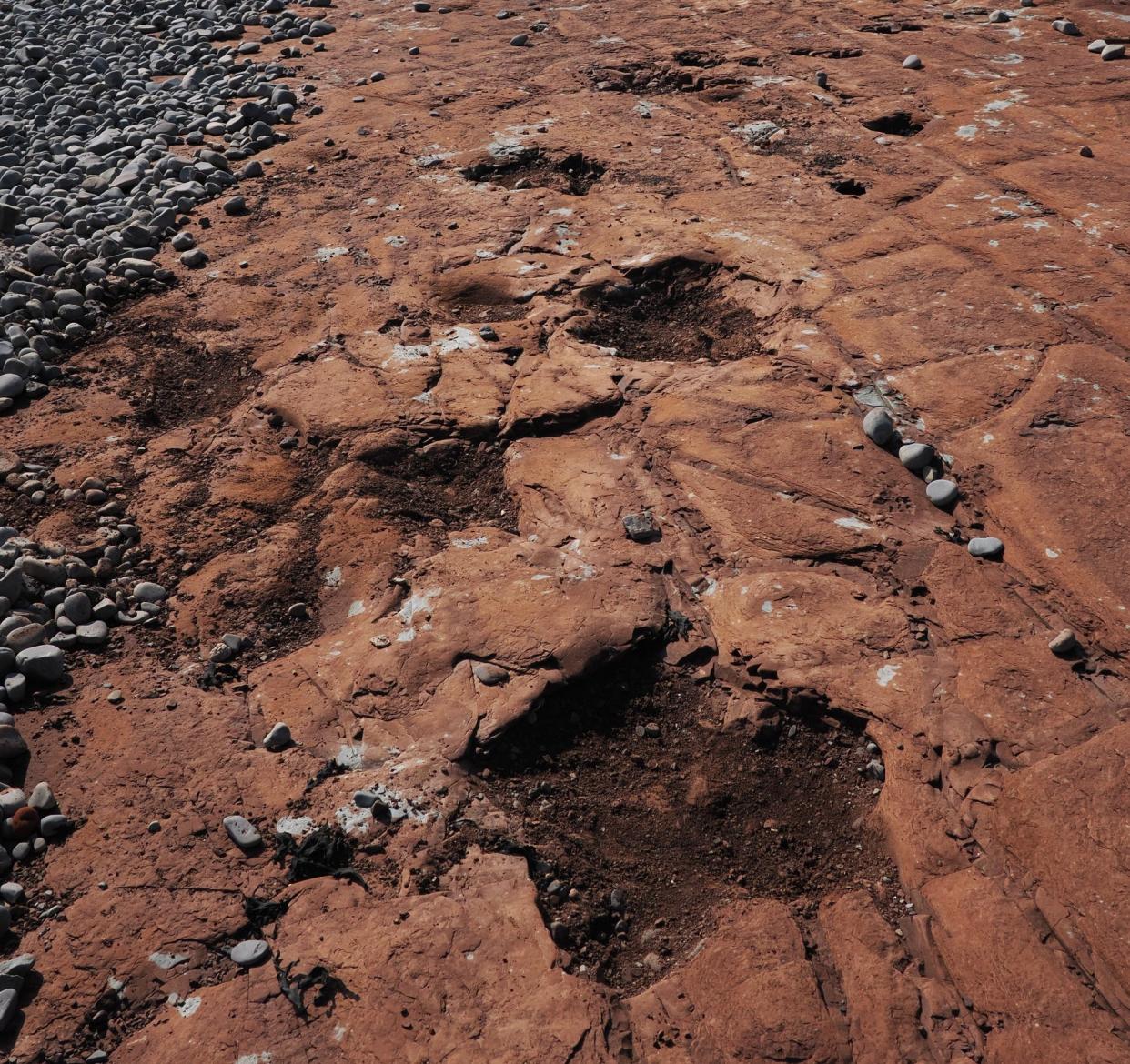 Dinosaur footprints in red rock