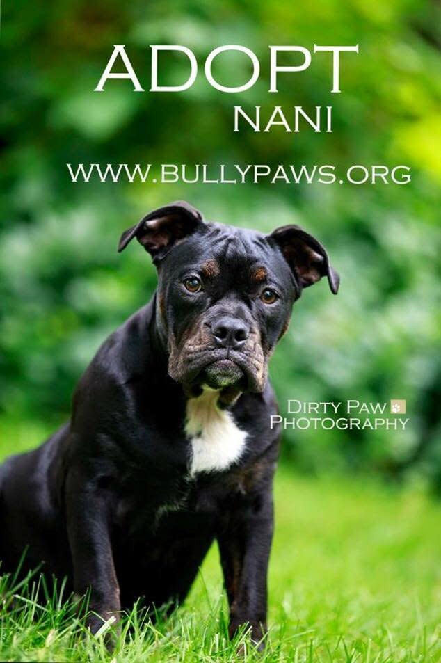 <p>This adorable girl is 6 months old. She loves people and other dogs. Nani's favorite thing is taking naps with her favorite toy -- a stuffed cat.</p> <p>She's available for adoption through Virginia-based Bully Paws Pit Bull Patriots.</p> <p><a href="http://www.petharbor.com/detail.asp?ID=13231887&amp;LOCATION=71347&amp;searchtype=ADOPT&amp;friends=1&amp;samaritans=1&amp;nosuccess=0&amp;orderby=Breed&amp;rows=10&amp;imght=120&amp;imgres=thumb&amp;tWidth=200&amp;view=sysadm.v_animal_short&amp;fontface=arial&amp;fontsize=10&amp;zip=224&amp;miles=200&amp;shelterlist=%2713225%27,%2771347%27,%2785499%27,%2783698%27,%2769587%27,%2779197%27,%2786320%27,%2771538%27,%2713194%27,%2771874%27,%2765868%27,%2786693%27,%2766727%27,%2768579%27&amp;atype=&amp;where=type_dog">Here's Nani's adoption listing</a>.</p>