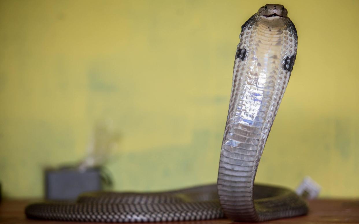 The man allegedly let a cobra loose in his wife's room, two months after letting a viper loose - Graham Crouch/Graham Crouch