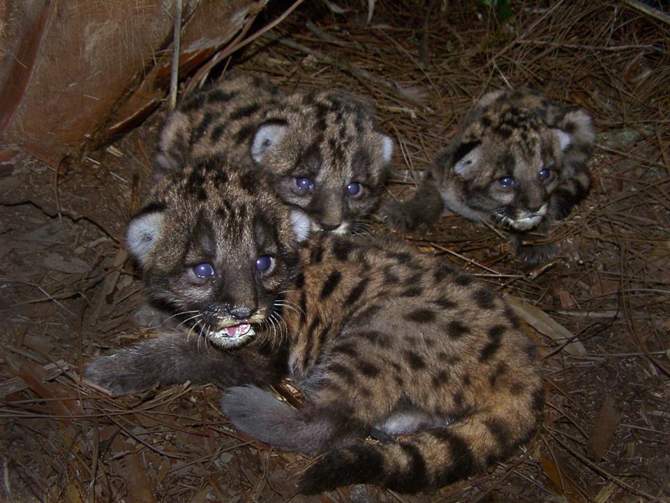 Florida panther