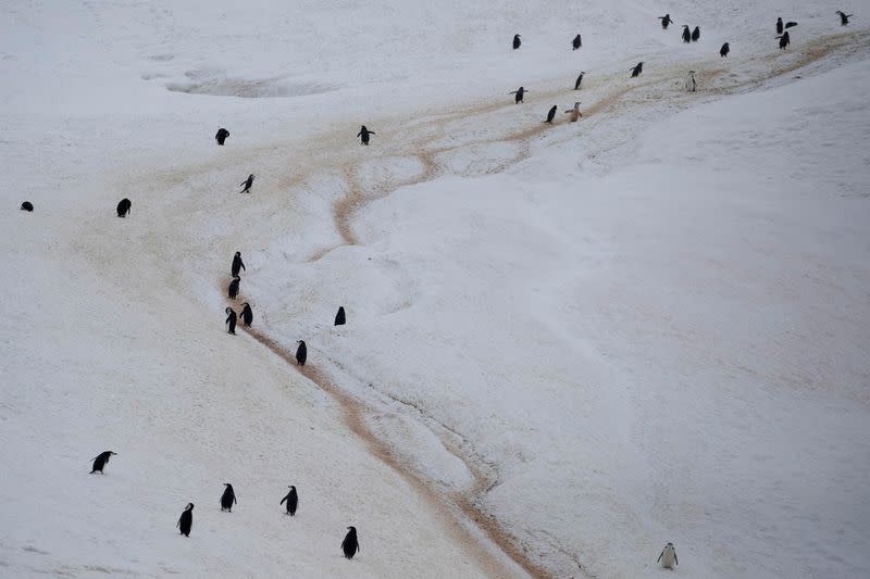 The Wider Image: On board the Antarctic expedition that reveals dramatic penguin decline