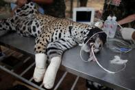 An adult female jaguar named Amanaci receives stem cell treatment on her paws after burn injuries during a fire in Pantanal, at NGO Nex Institute in Corumba de Goias