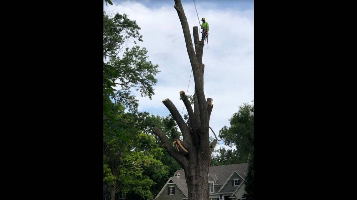 The oak tree at 5225 W. 69th Street in Prairie village was cut down on Wednesday as part of a the destruction and redevelopment of the house on the property.