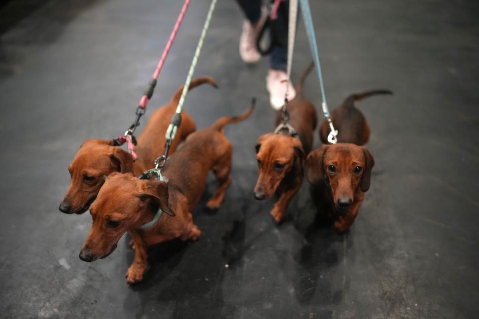 Miniature Daschunds walk through the venue on day two of the Crufts dog show at the National Exhibition Center in Birmingham, England, on March 8, 2024.