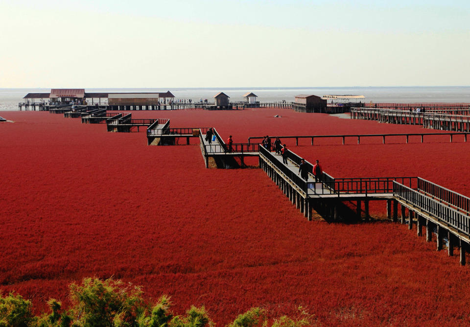 La playa roja de Panjin, en Cina