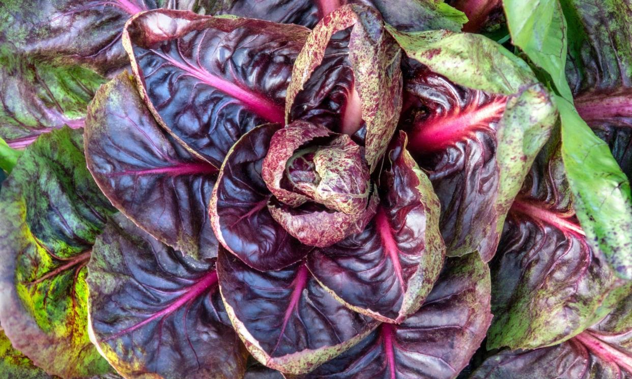 <span>‘Rossa di Verona’ chicory.</span><span>Photograph: Ian Shaw/Alamy</span>