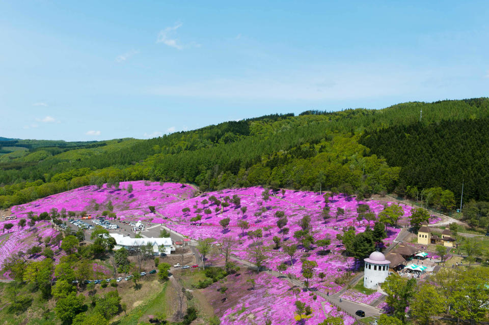 日本旅遊｜北海道賞花好去處Top6！10公頃芝櫻花海、收割薰衣草體驗、120萬朵鬱金香花海（附1日遊優惠推介）