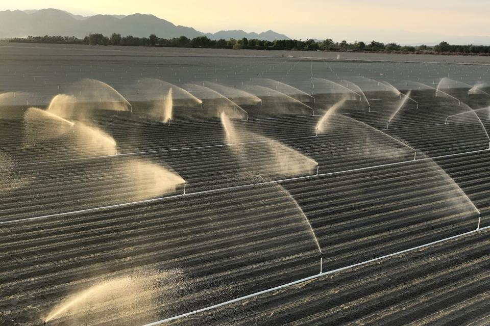 Water is sprayed over rows of crops.