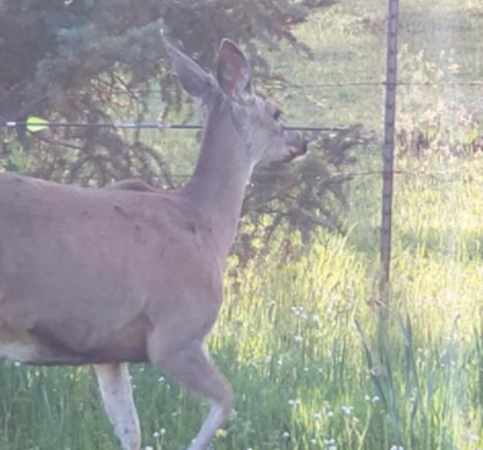 At least two injured deer have been spotted in the area. Source: Oregon State Police/ Facebook