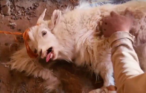 PETA animal cruelty footage sparks H&M ban on cashmere.