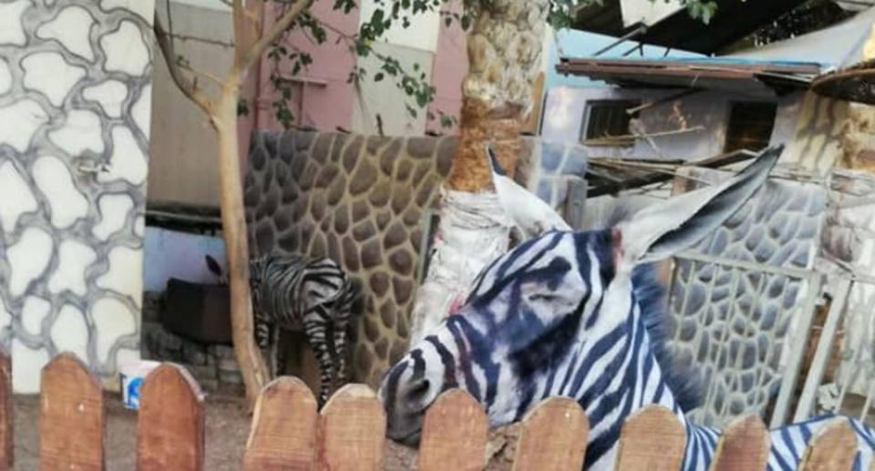 The zoo has denied the allegations insisting their zebras are real. Source: Facebook/ Mahmoud Sarha