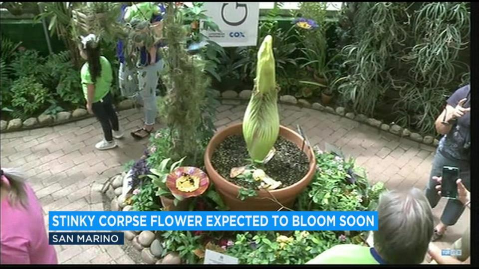 A so-called corpse flower known for the rotten stench it releases when flowering is expected to bloom soon at the Huntington Library in San Marino.