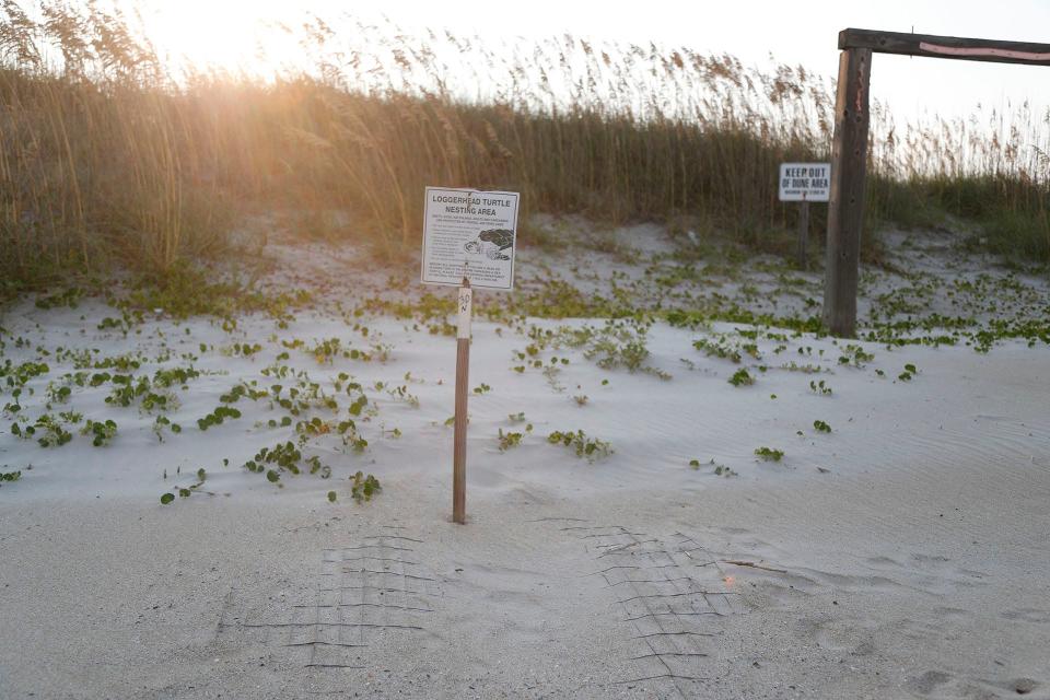 A wire screen can be seen covering a sea turtle nest on Tybee Island. 