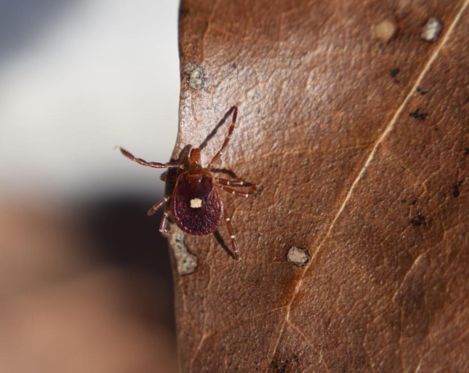A Lone Star tick (Amblyomma americanum) a species that is extending its range — and the range of the diseases it carries — due to climate and habitat change. Historically considered a “Southern” tick, it’s now becoming widespread in Northeast and upper Midwest.