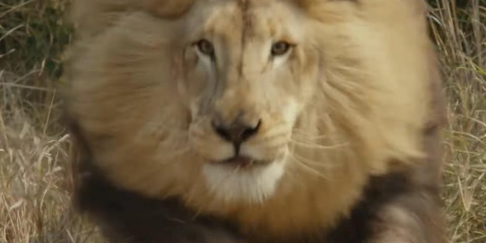 A shot of a lion in the "1923" trailer.