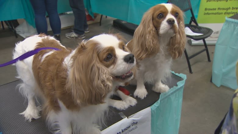 Halifax Kennel Club holds 300th dog show in its long history