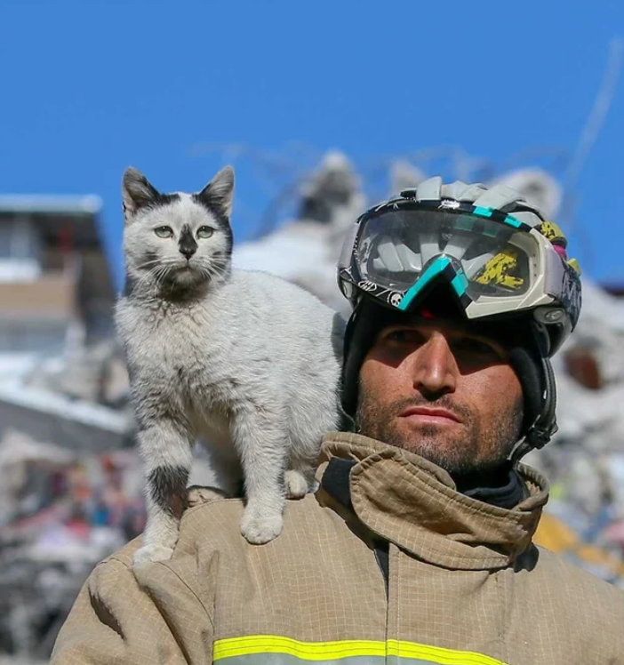貓貓獲救後，與救他的消防員形影不離。