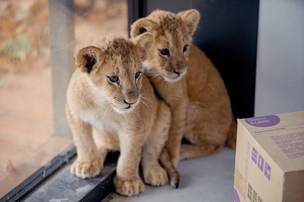 BABY LIONS RESCUED FROM UKRAINE