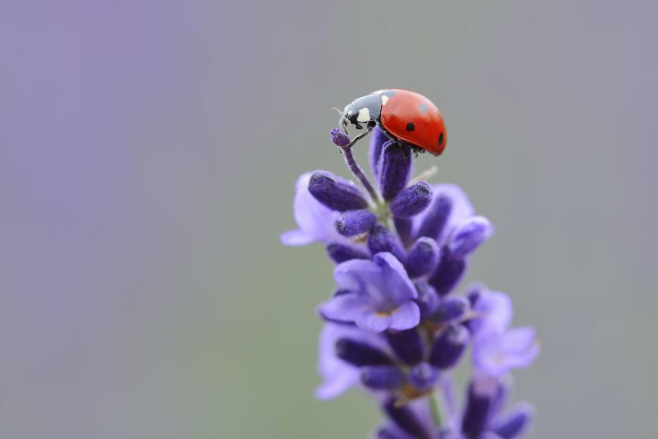 <p><strong>Ladybug <br><br></strong>Not only adorable, but according to National Geographic, <a href="https://go.redirectingat.com?id=74968X1596630&url=https%3A%2F%2Fwww.nationalgeographic.com%2Fanimals%2Finvertebrates%2Fgroup%2Fladybugs%2F&sref=https%3A%2F%2Fwww.countryliving.com%2Flife%2Ftravel%2Fg34298166%2Fofficial-insects-of-every-state%2F" rel="nofollow noopener" target="_blank" data-ylk="slk:ladybugs happily eat insects;elm:context_link;itc:0;sec:content-canvas" class="link ">ladybugs happily eat insects</a> (like aphids) that kill plants. Cute <em>and</em> super helpful. </p>