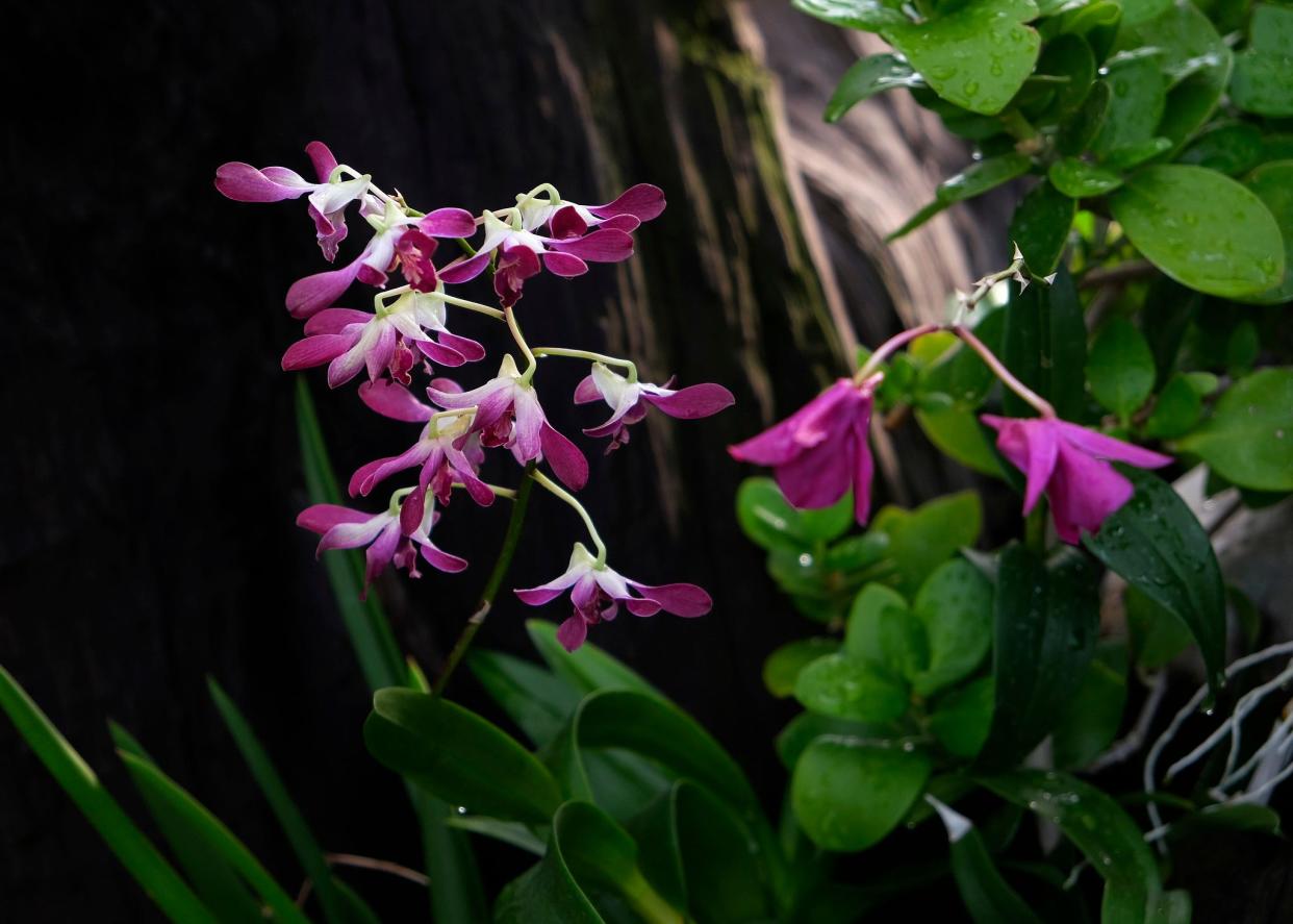 The Myriad Botanical Gardens' orchid show returns this year to the Inasmuch Foundation Crystal Bridge Conservatory after its extensive renovation. "The Curious World of Orchids" will be on view from Feb. 16-March 17.