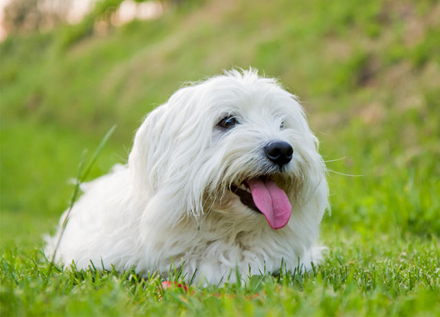 what are the healthiest mixed breed dogs