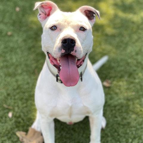 Dr. Jekyll is a 3 year old Staffordshire terrier mix. He acts like a wild man in his kennel but is very sweet and playful out of it. He loves to play with most other dogs and loves to go for walks and just hang out. To meet Dr. Jekyll, call 405-216-7615 or visit the Edmond Animal Shelter 2424 Old Timbers Drive.