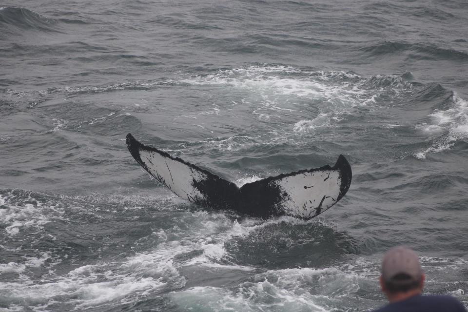 The humpback whale Lollipop dives underwater, as seen from a Hyannis Whale Watcher Cruise. Lollipop's seven-month-old calf is dangerously entangled with a fishing line, and an attempt to free it Wednesday at Stellwagen Bank was unsuccessful, according to the Center for Coastal Studies in Provincetown.