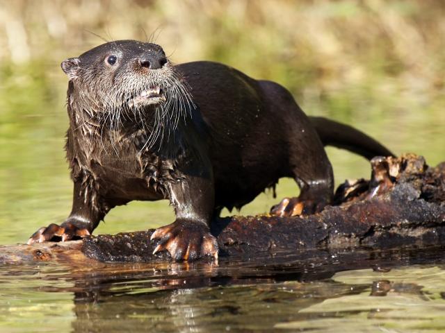 Wild otter attack leads to woman being airlifted to hospital, 2