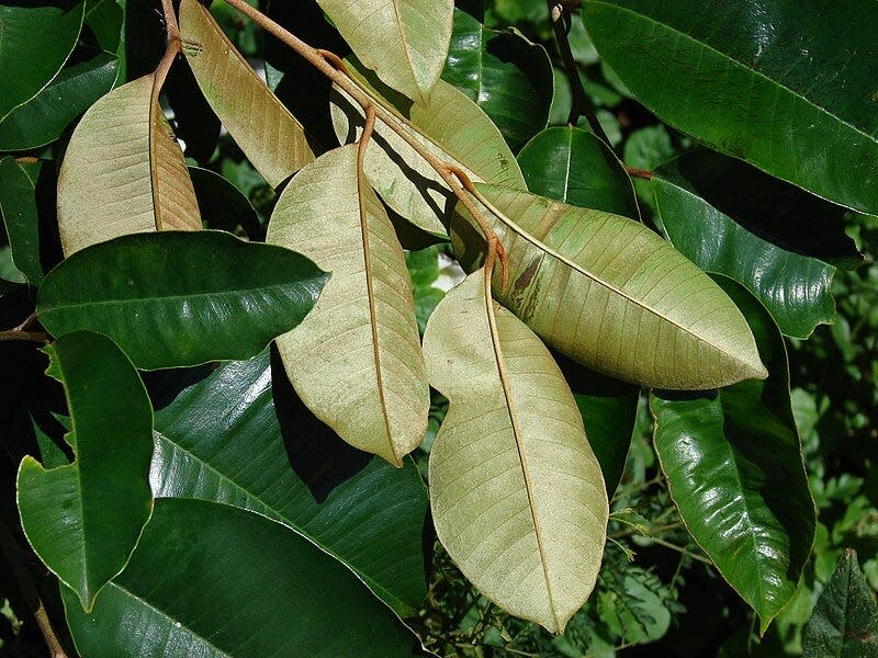 Satin-leaf tree's foliage is lustrous-green above with coppery-colored undersides.