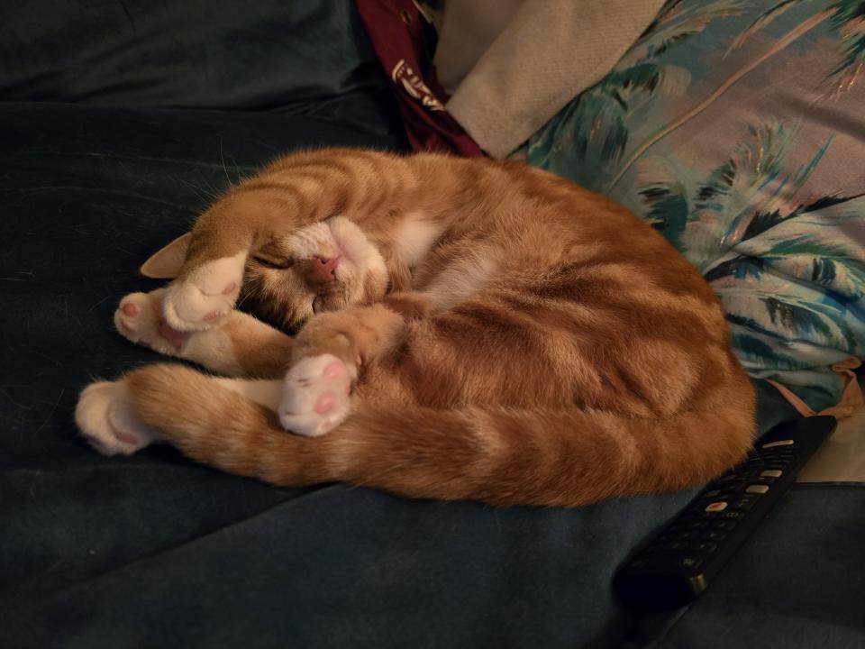 Ginger cat curled up