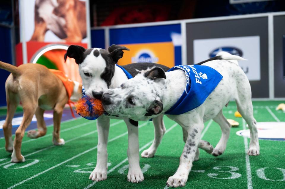 puppy bowl 2021 team ruff team fluff