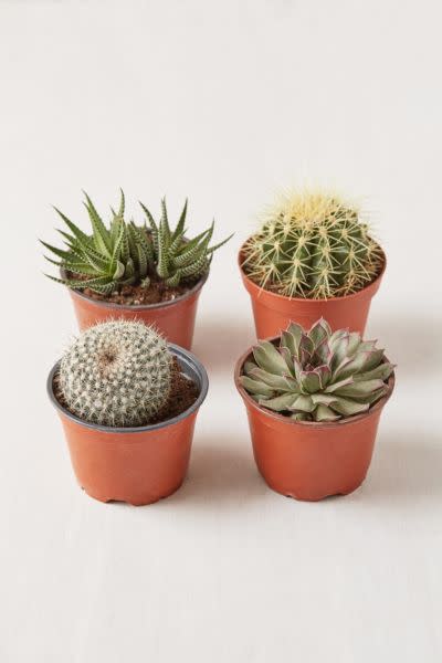 <p><a href="https://go.redirectingat.com?id=74968X1596630&url=https%3A%2F%2Fwww.urbanoutfitters.com%2Fshop%2F4-live-assorted-hardy-plant-set-of-4&sref=https%3A%2F%2Fwww.menshealth.com%2Ftechnology-gear%2Fg38809454%2Fbest-indoor-plants%2F" rel="nofollow noopener" target="_blank" data-ylk="slk:Shop Now;elm:context_link;itc:0;sec:content-canvas" class="link ">Shop Now</a></p><p>4" Live Assorted Hardy Plant</p><p>urbanoutfitters.com</p><p>$40.00</p>