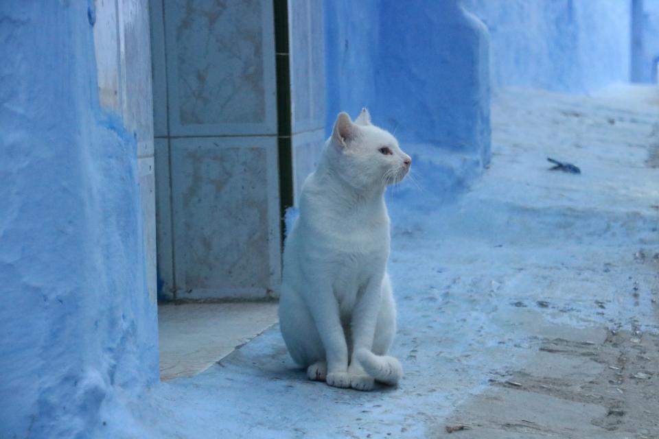 A cat stands guard in a Chefchaouen doorway.