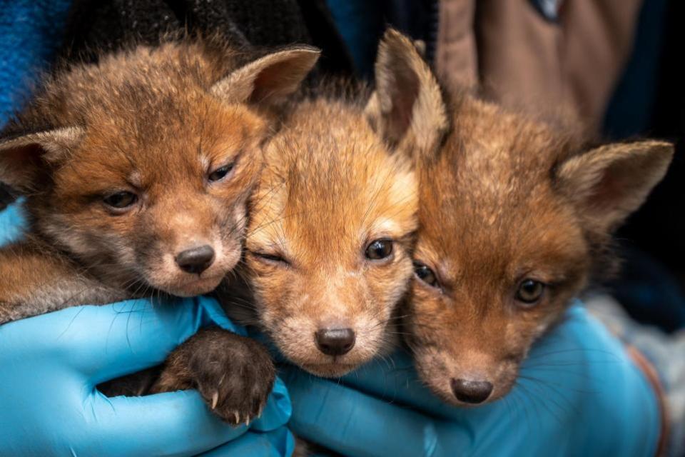 East Anglian Daily Times: The baby foxes