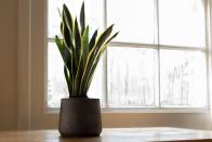 <p>Do you have this plant in your home? Despite its popularity and air purifying qualities, it can be moderately harmful to humans and pets if ingested. </p>