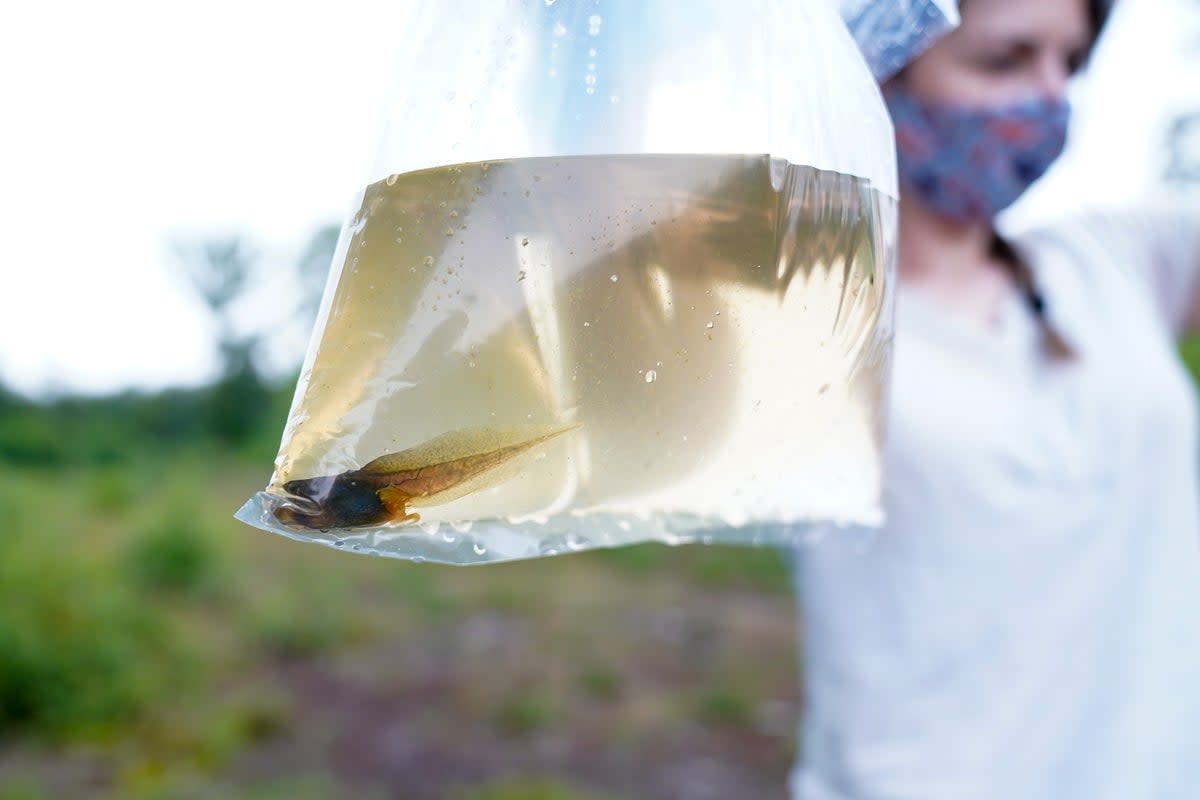 A tadpole (Jacob King/PA) (PA Archive)