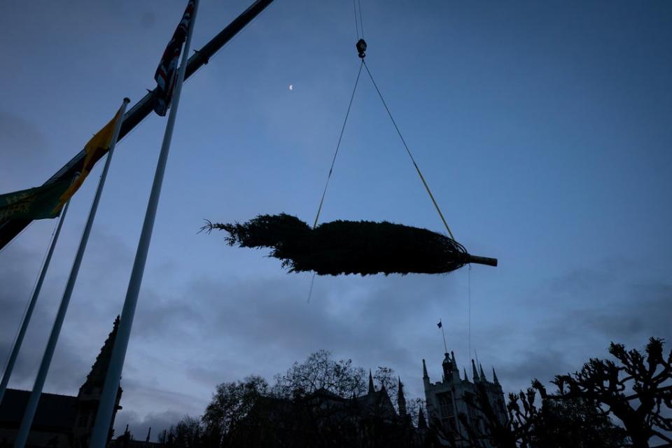 The Parliament Christmas tree was felled in Northumberland earlier this week (Aaron Chown/PA) (PA Wire)