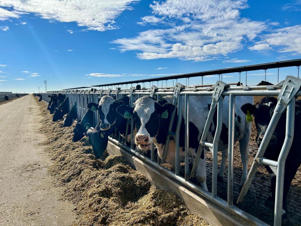 Cows feed at South Fork Dairy near Dimmitt, Texas. A major fire at the dairy in April 2023 killed nearly 18,000 cows.