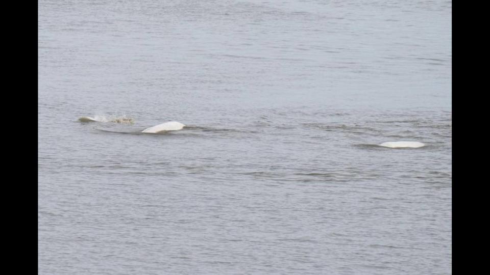 The Cook Inlet belugas were feeding on salmon in Ship Creek, Toy said.